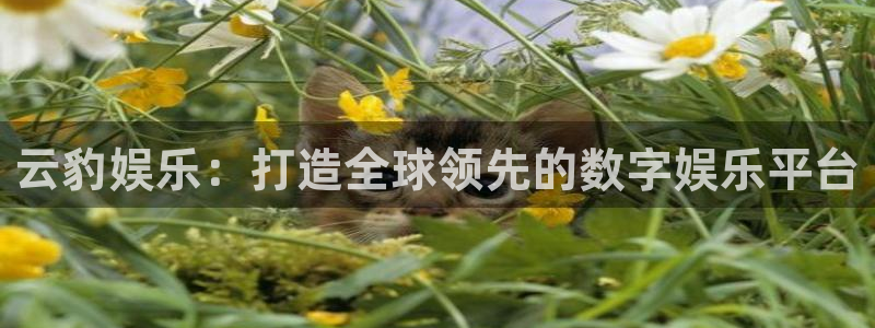 焦点娱乐官网：云豹娱乐：打造全球领先的数字娱乐平台